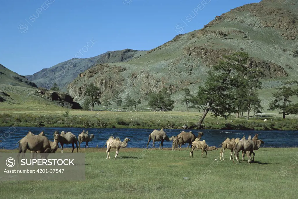 Bactrian Camel (Camelus bactrianus) herd grazing in Hovd River Gorge, Altai Mountains, Mongolia