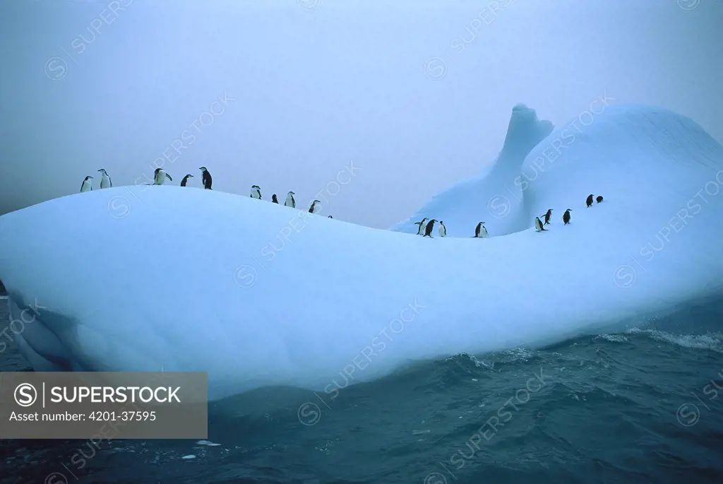 Chinstrap Penguin (Pygoscelis antarctica) group on eroded iceberg, Scotia Sea, Antarctica