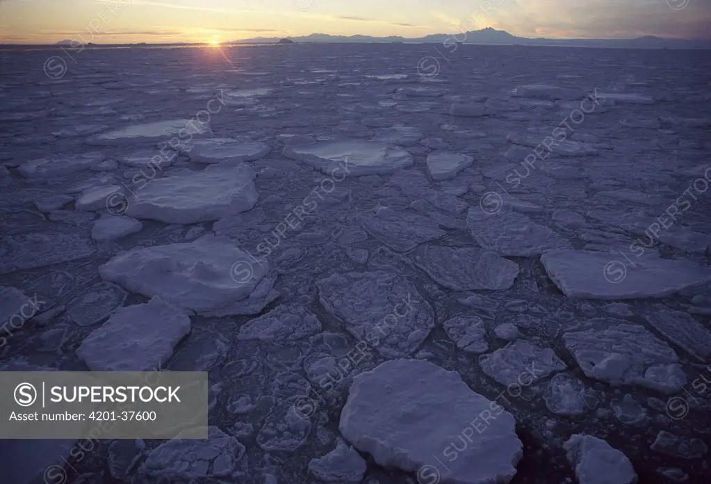Pancake ice forming as sea begins to freeze at sunset, Ross Sea, autumn, Antarctica