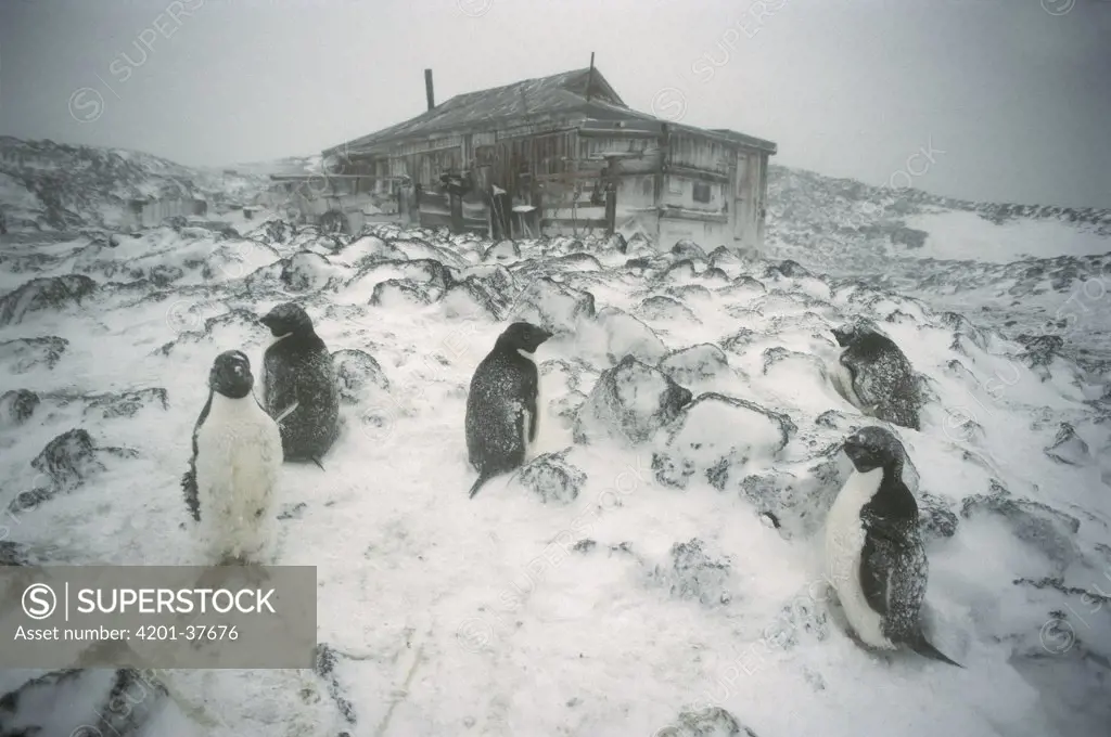Adelie Penguin (Pygoscelis adeliae) rookery in blizzard outside Shackleton's 1908 hut at Cape Royds, Ross Island, Antarctica