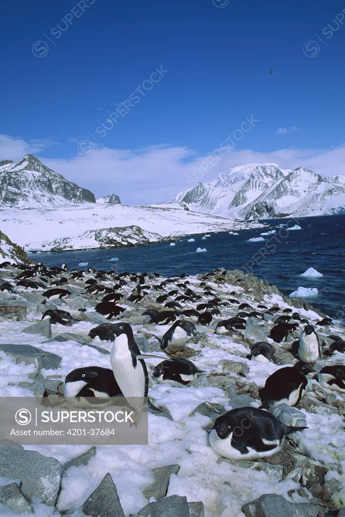 Adelie Penguin (Pygoscelis adeliae) rookery at Hope Bay, Antarctic Peninsula, Antarctica
