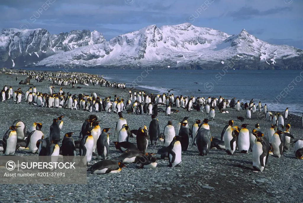 King Penguin (Aptenodytes patagonicus) colony, Bay of Isles, South Georgia Island
