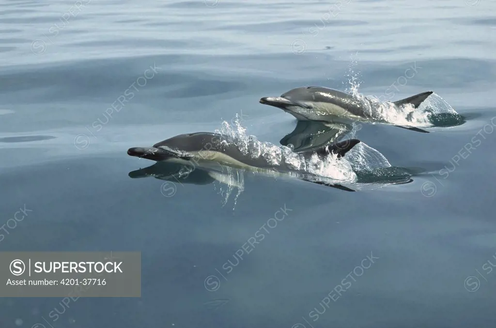 Common Dolphin (Delphinus delphis) pair surfacing, Kaikoura, New Zealand