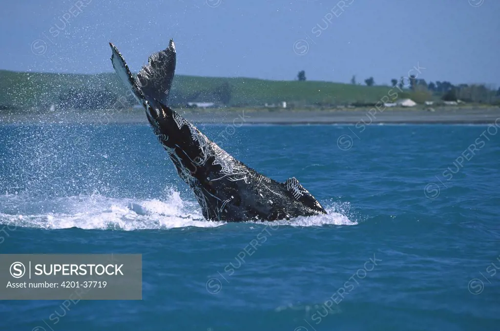 Humpback Whale (Megaptera novaeangliae) tail slapping, Kaikoura, New Zealand