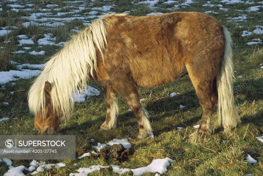 Shetland Pony (Equus caballus) grazing, Darfield, near Christchurch, South Island, New Zealand
