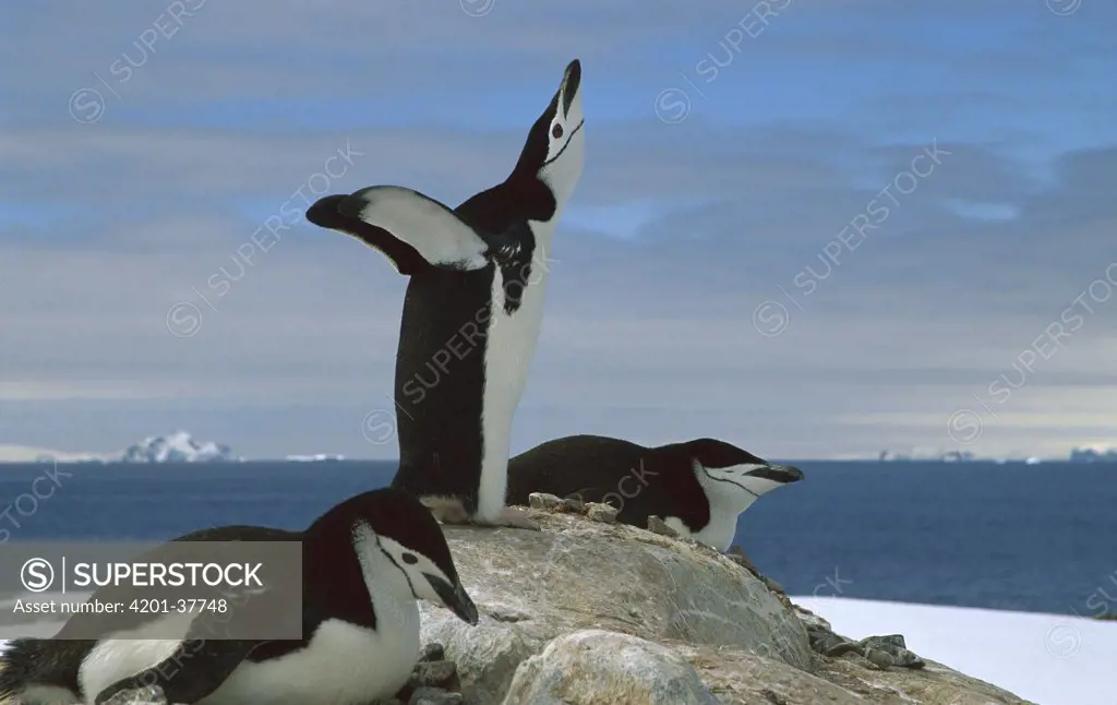 Chinstrap Penguin (Pygoscelis antarctica) adult displaying in nesting area, Antarctica