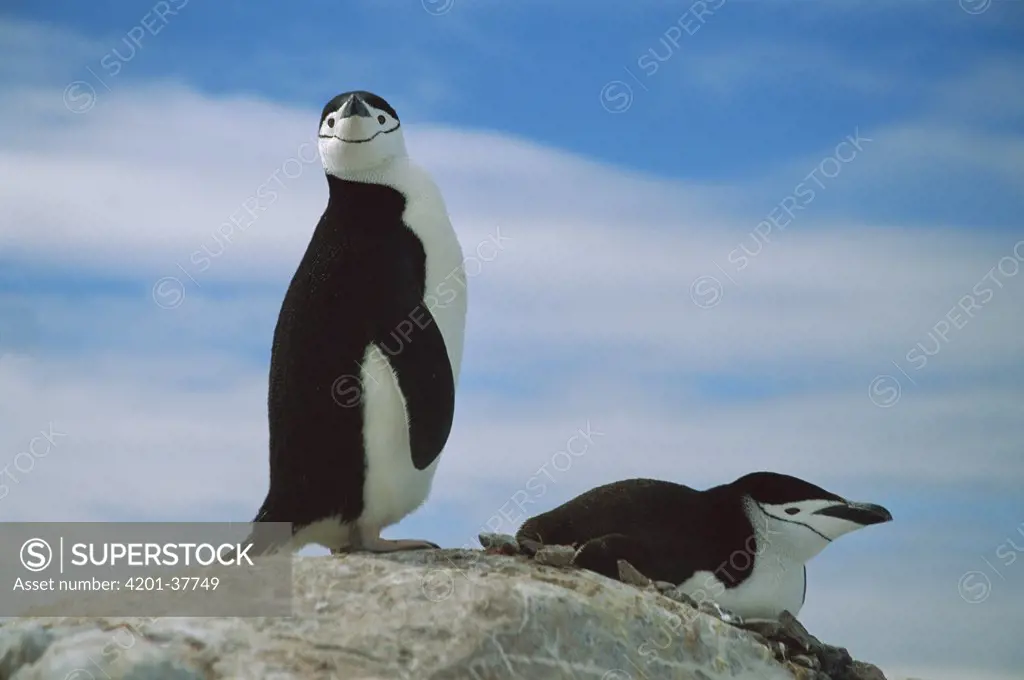 Chinstrap Penguin (Pygoscelis antarctica) couple in rookery, Antarctica