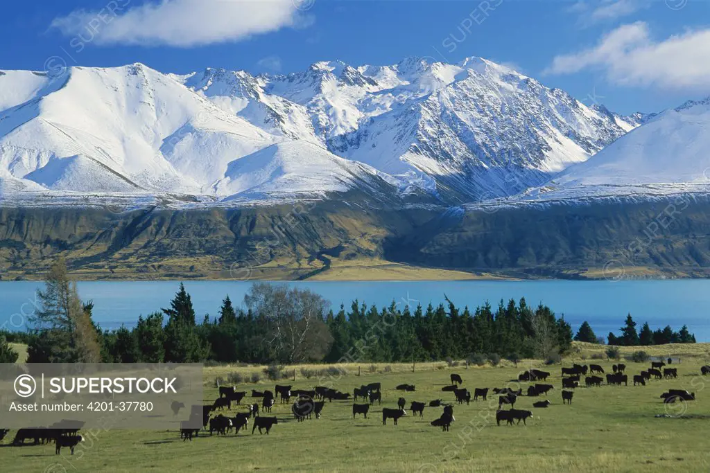 Domestic Cattle (Bos taurus), Aberdeen Angus breed, grazing near Lake Pukaki and the Ben Ohau Range, Tasman Downs Station, New Zealand