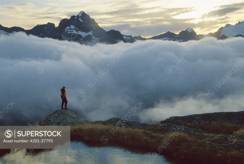Hiker at sunset in the Darrans above cloud-filled Hollyford Valley, Fjordland National Park, New Zealand