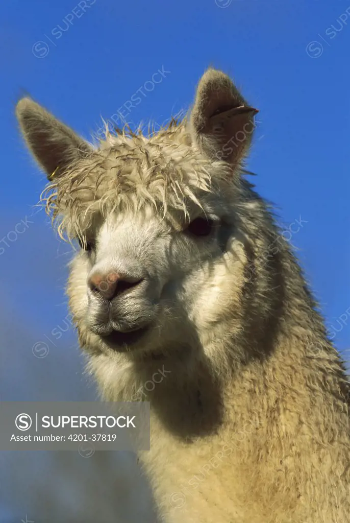 Alpaca (Lama pacos) portrait of adult, Canterbury, New Zealand
