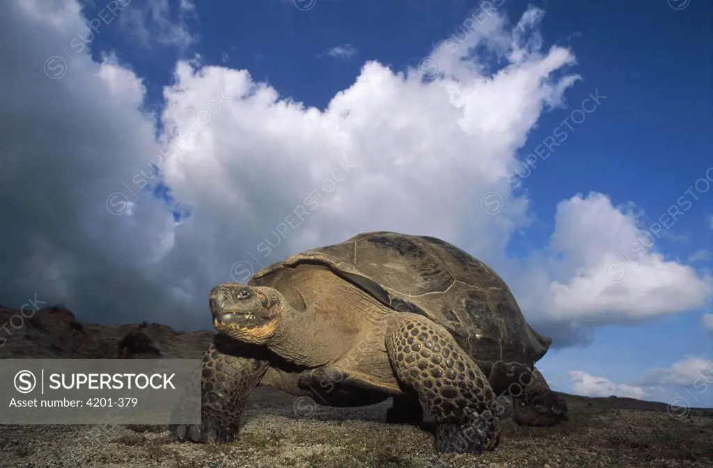 Galapagos Giant Tortoise (Geochelone nigra) large male on caldera rim, caldera rim, Alcedo Volcano, Isabella Island, Galapagos Islands, Ecuador