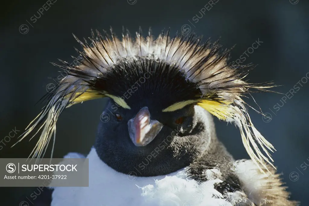 Rockhopper Penguin (Eudyptes chrysocome) moulting, Sealion Island, Falkland Islands