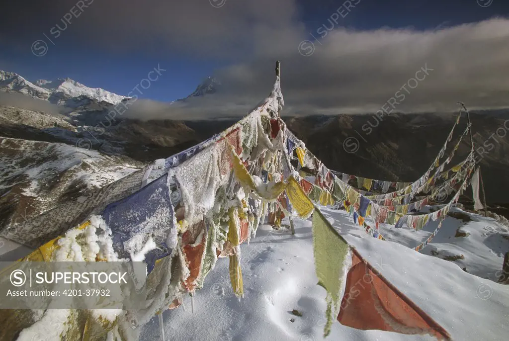 Iced up prayer flags, Dzong Ri, 8595 meters, Kangchenjunga in distance, most easterly of the world's fourteen 8000 metre peaks, Sikkim Himalaya, India