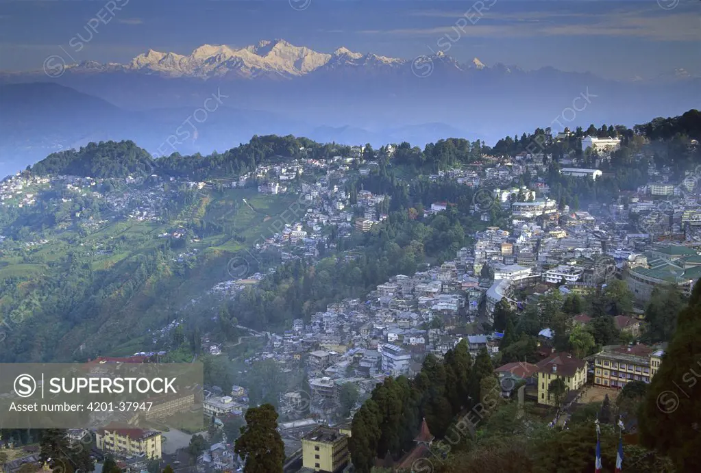 Kangchenjunga at dawn, from below St. Paul's School, view of Darjeeling, most easterly of the world's fourteen 8000 metre peaks, Sikkim Himalaya, India