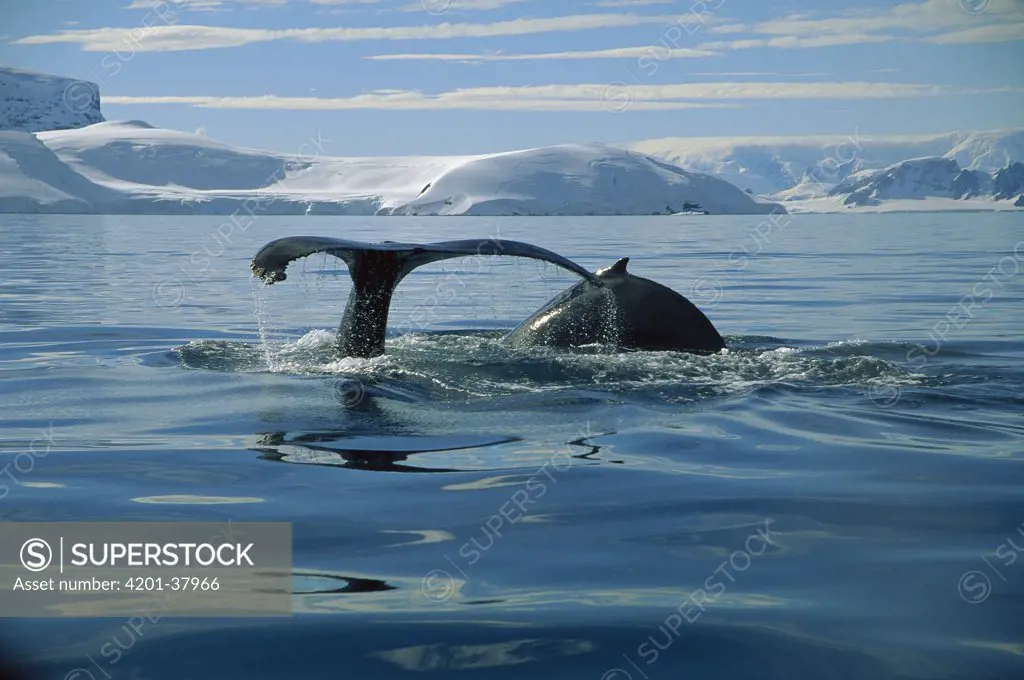 Humpback Whale (Megaptera novaeangliae) in Melchior Island, Antarctica Peninsula, Antarctica