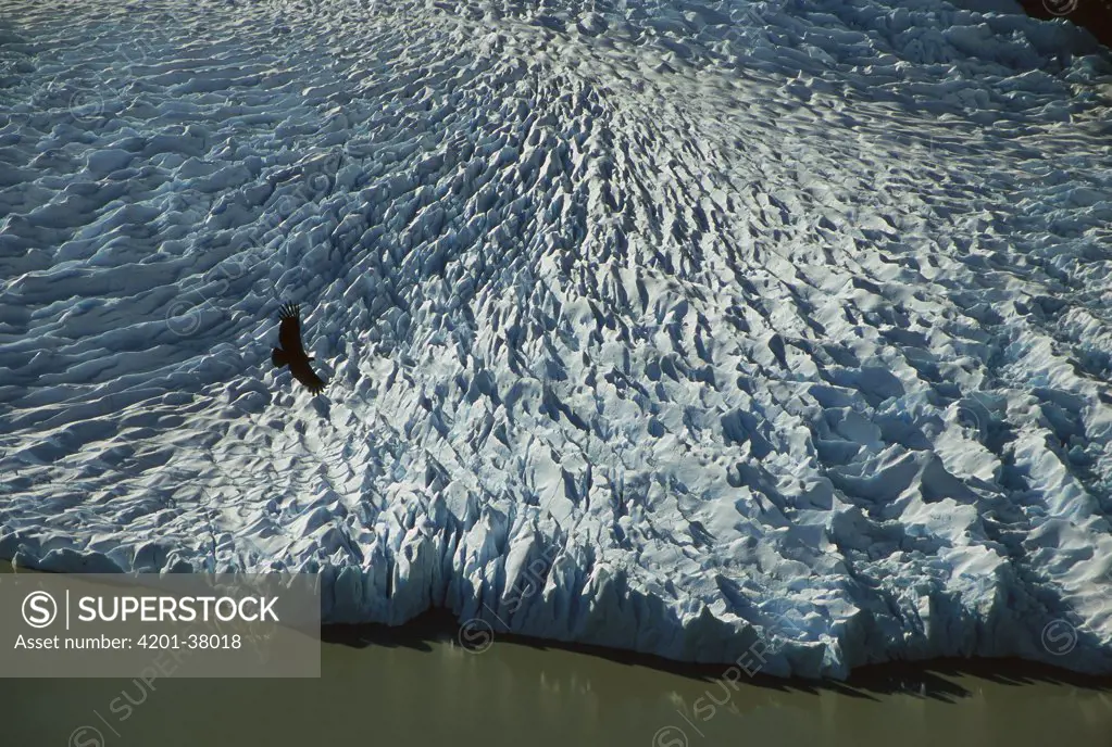 Andean Condor (Vultur gryphus) flying over Frances Glacier, Tierra del Fuego, Chile