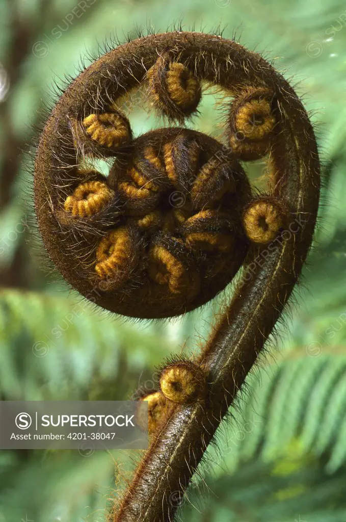 Tree Fern (Dicksonia sp) unfurling fiddlehead frond, Punakaiki, New Zealand
