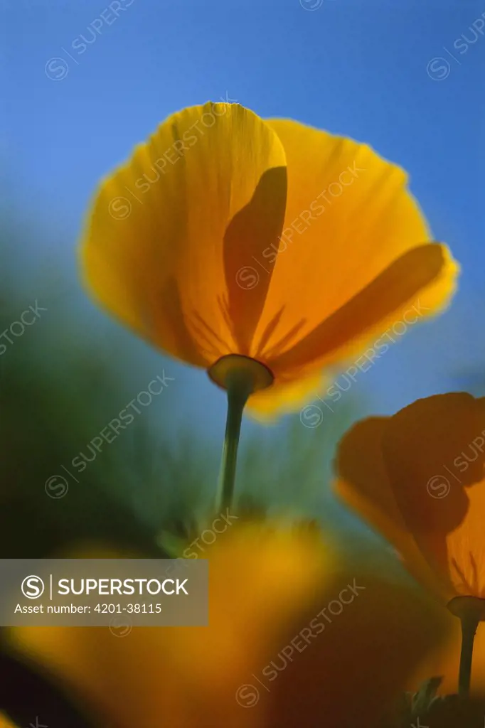 California Poppy (Eschscholzia californica), New Zealand