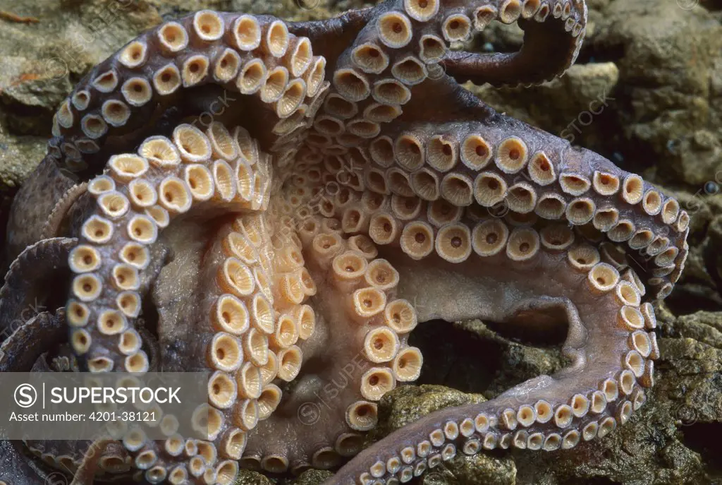 Octopus tentacles showing suckers, New Zealand