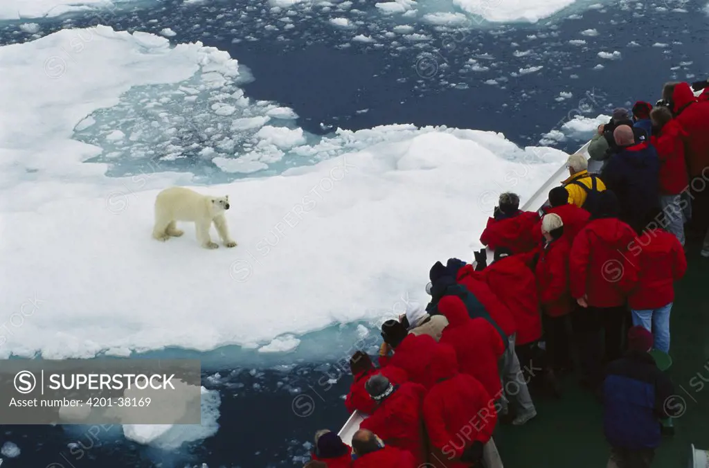 Polar Bear (Ursus maritimus) watched by tourists on eco-tourism ship, Arctic