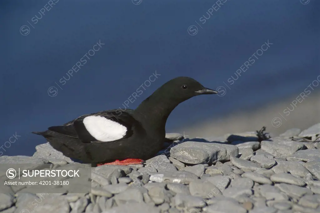 Black Guillemot (Cepphus grylle) resting on rocks, Arctic