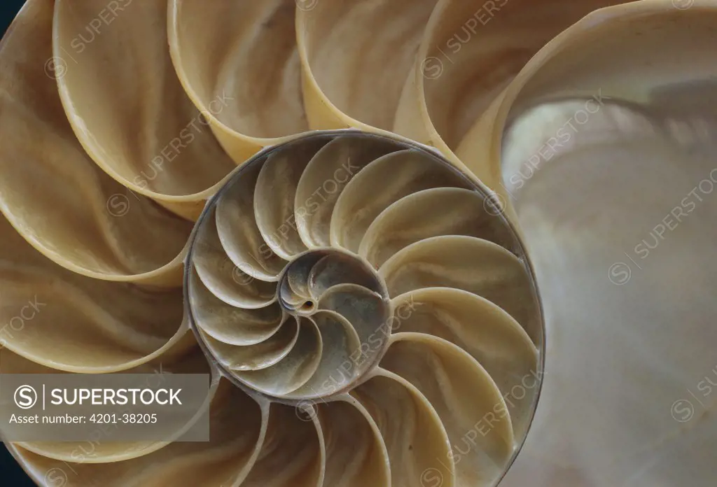 Chambered Nautilus (Nautilus pompilius) shell, New Zealand