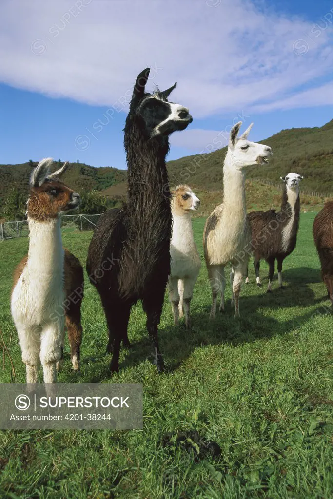 Llama (Lama glama) group near Takaka, South Island, New Zealand