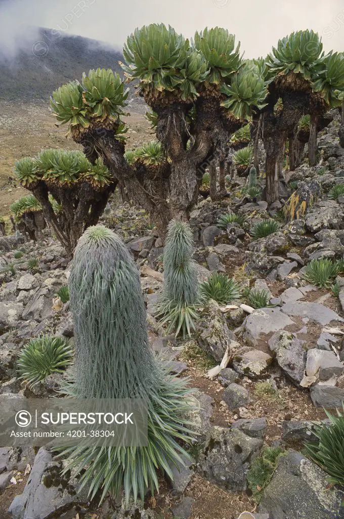 Lobelia (Lobelia telekii) and Giant Groundsel (Dendrosenecio keniodendron) which is endemic to Mount Kenya, Kenya