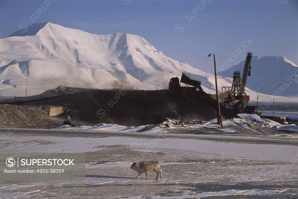 Caribou (Rangifer tarandus) near coal dump, Longyearbyen, Svalbard, Norway
