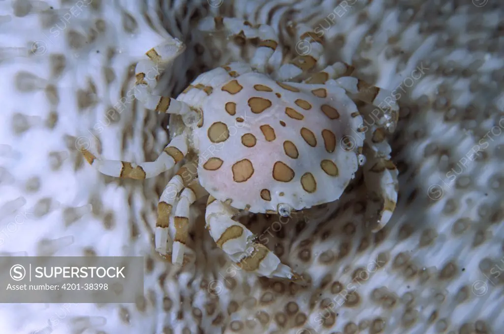 Harlequin Crab (Lissocarcinus orbicularis) camouflaged on Sea Cucumber, Sulu Sea, Borneo, Malaysia