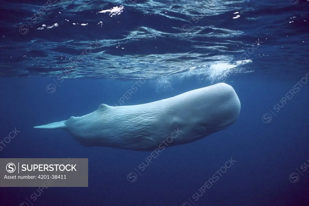 Sperm Whale (Physeter macrocephalus) white morph near surface, Azores Islands, Portugal
