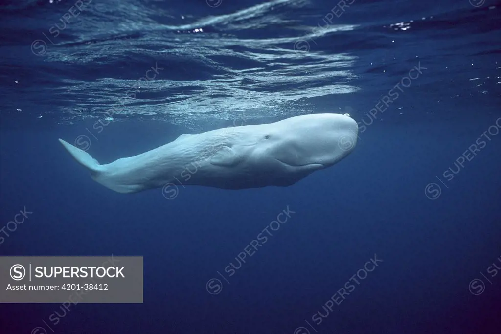 Sperm Whale (Physeter macrocephalus) white morph near surface, Azores Islands, Portugal