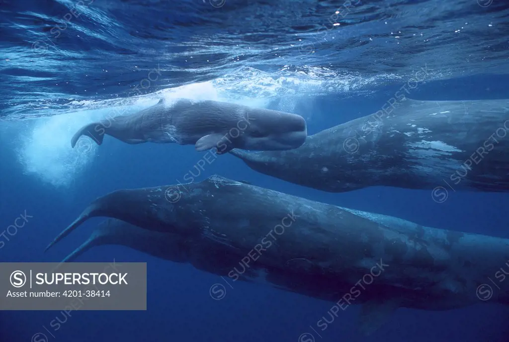 Sperm Whale (Physeter macrocephalus) pod with calf at the surface, Azores Islands, Portugal