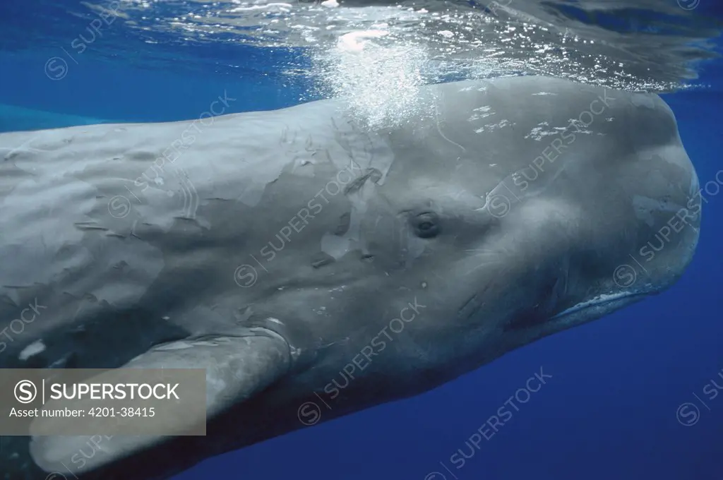Sperm Whale (Physeter macrocephalus) surfacing, Azores Islands, Portugal