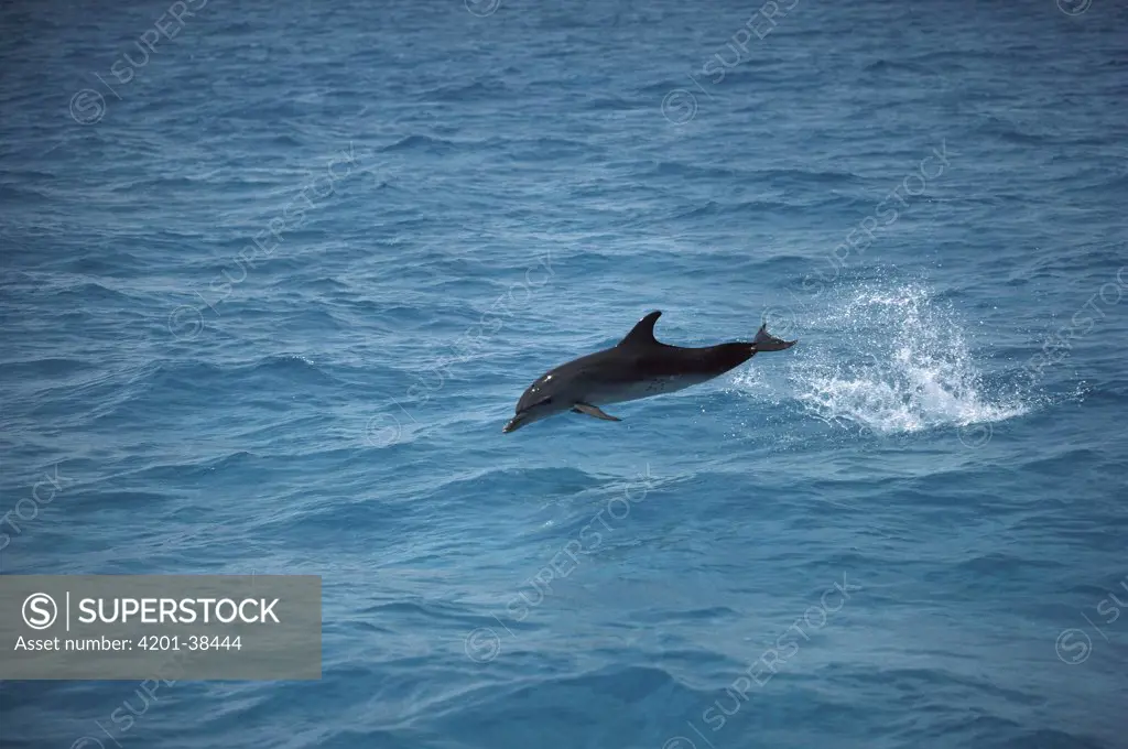 Atlantic Spotted Dolphin (Stenella frontalis) leaping from water, Little Bahama Bank, Bahamas, Caribbean