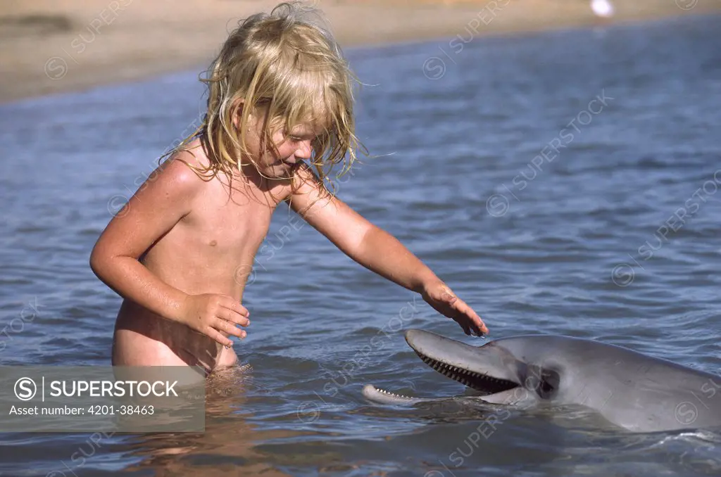 Bottlenose Dolphin (Tursiops truncatus) pet by child, Monkey Mia, Western Australia