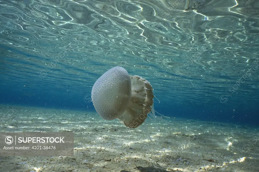 Jellyfish (Mastigias sp) swimming in Shark Bay, Western Australia