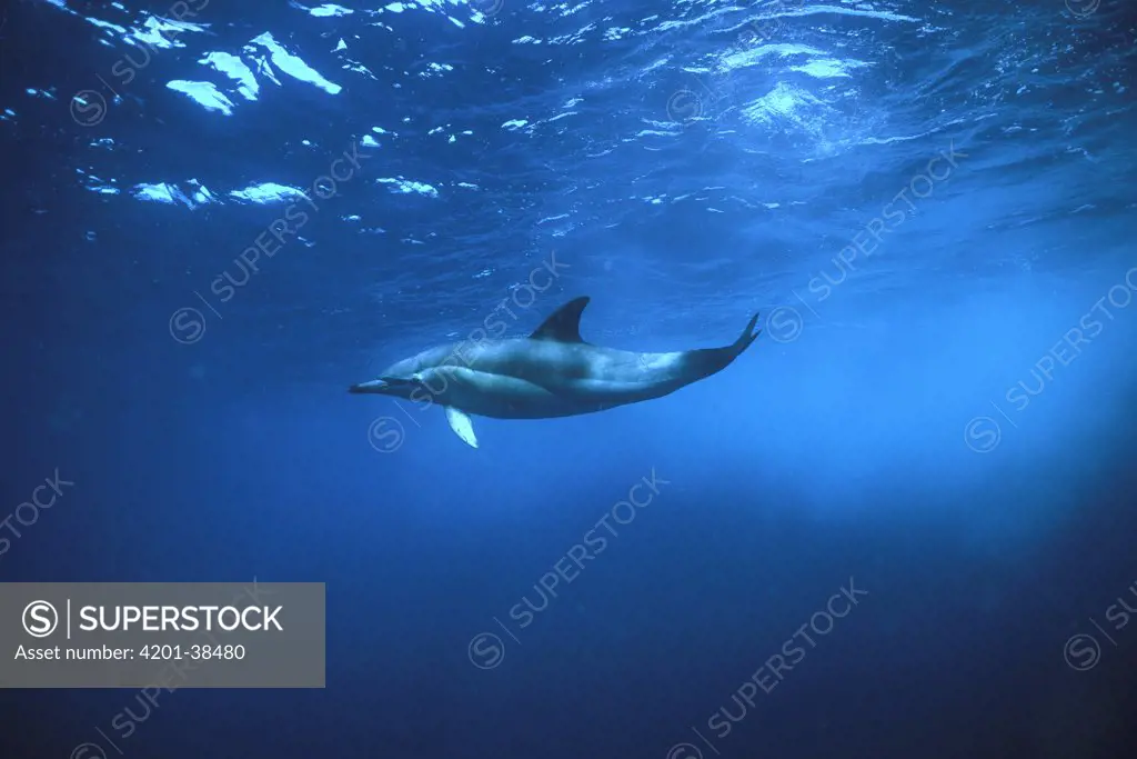 Short-beaked Common Dolphin (Delphinus delphis delphis) swimming underwater, Bay of Plenty, New Zealand