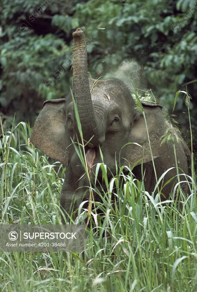 Borneo Pygmy Elephant (Elephas maximus borneensis) giving itself a dust bath, Tabin, Borneo, Malaysia
