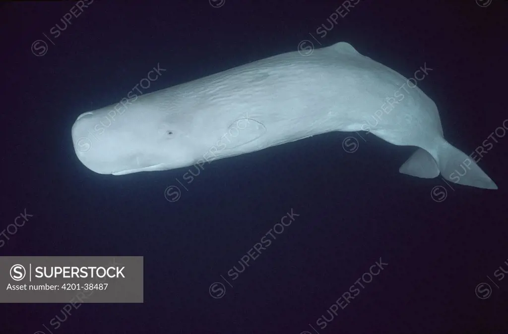 Sperm Whale (Physeter macrocephalus) white morph portrait, underwater, Azores Islands, Portugal