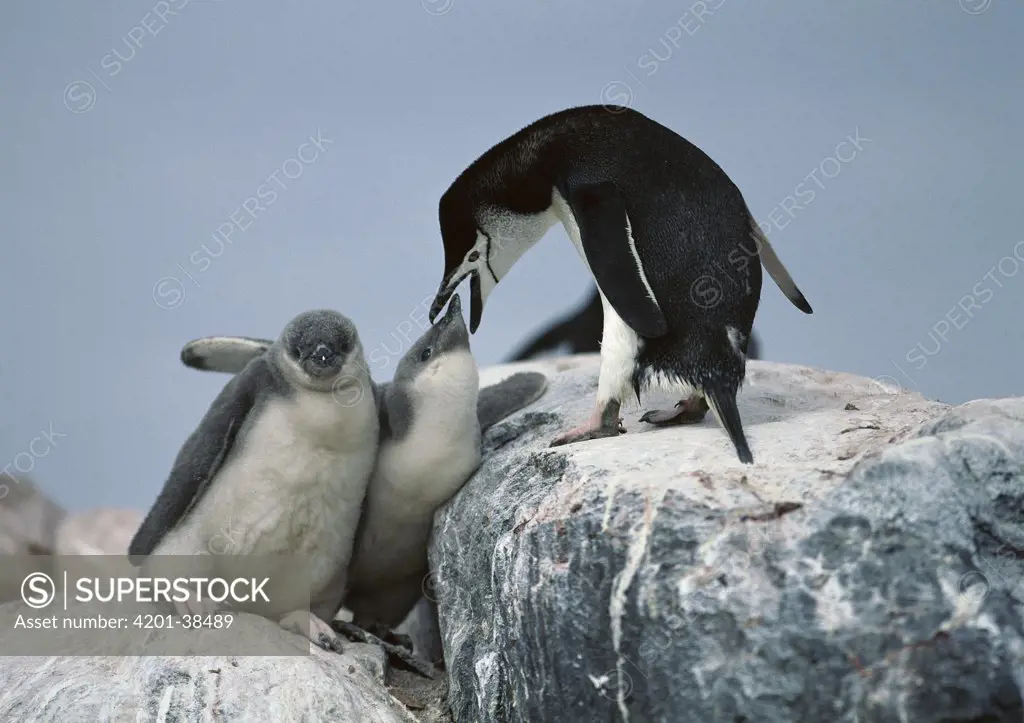 Chinstrap Penguin (Pygoscelis antarctica) feeding chicks, South Shetland Islands, Antarctica