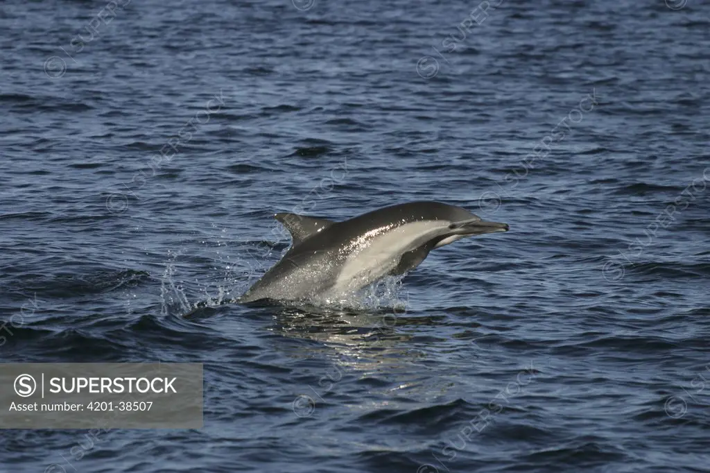 Short-beaked Common Dolphin (Delphinus delphis delphis) leaping from water, Sea of Cortez, Baja California, Mexico