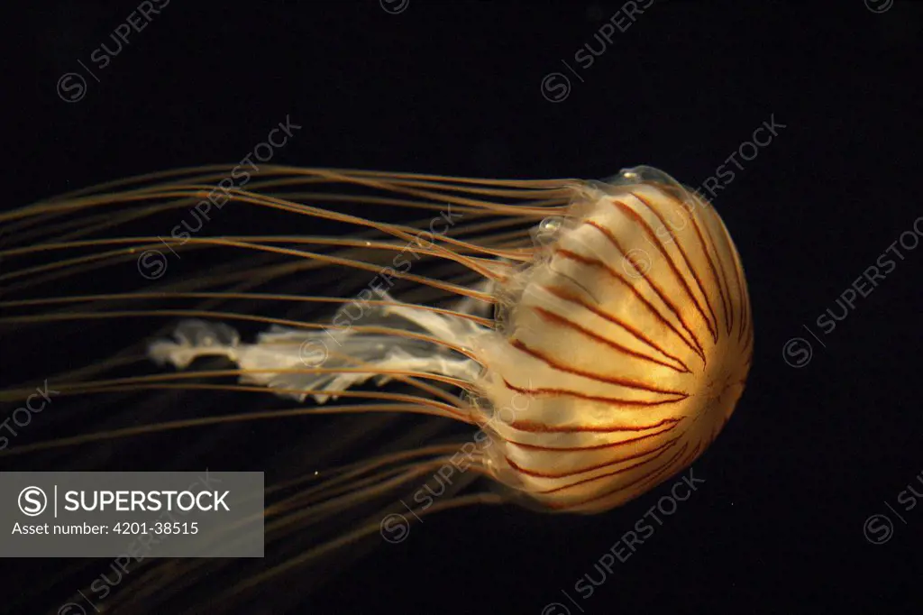 Northern Sea Nettle (Chrysaora melanaster), northern Pacific Ocean