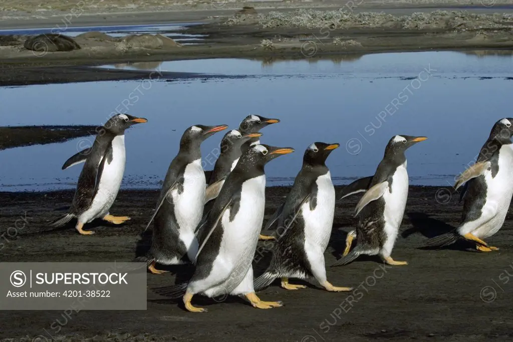 Gentoo Penguin (Pygoscelis papua) group walking, Falkland Islands