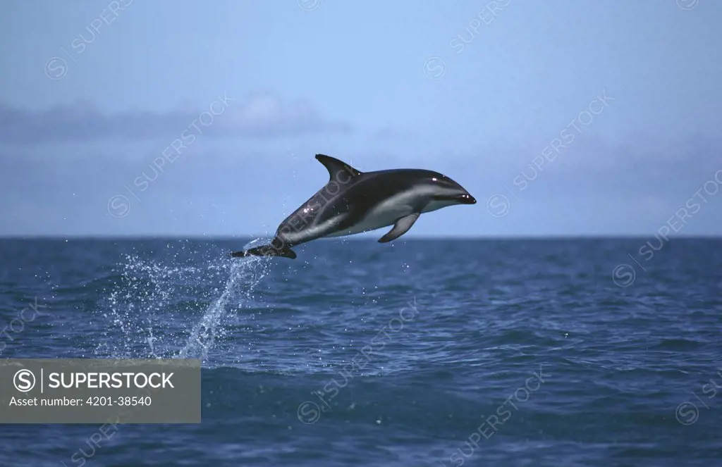 Dusky Dolphin (Lagenorhynchus obscurus) leaping out of water, New Zealand