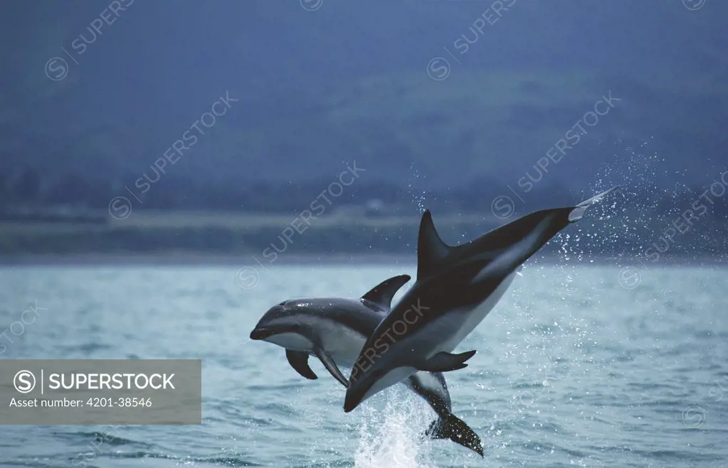 Dusky Dolphin (Lagenorhynchus obscurus) pair leaping out of the water, New Zealand