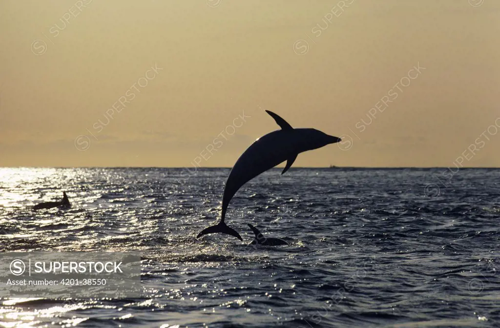 Dusky Dolphin (Lagenorhynchus obscurus) somersaulting at sunrise, New Zealand