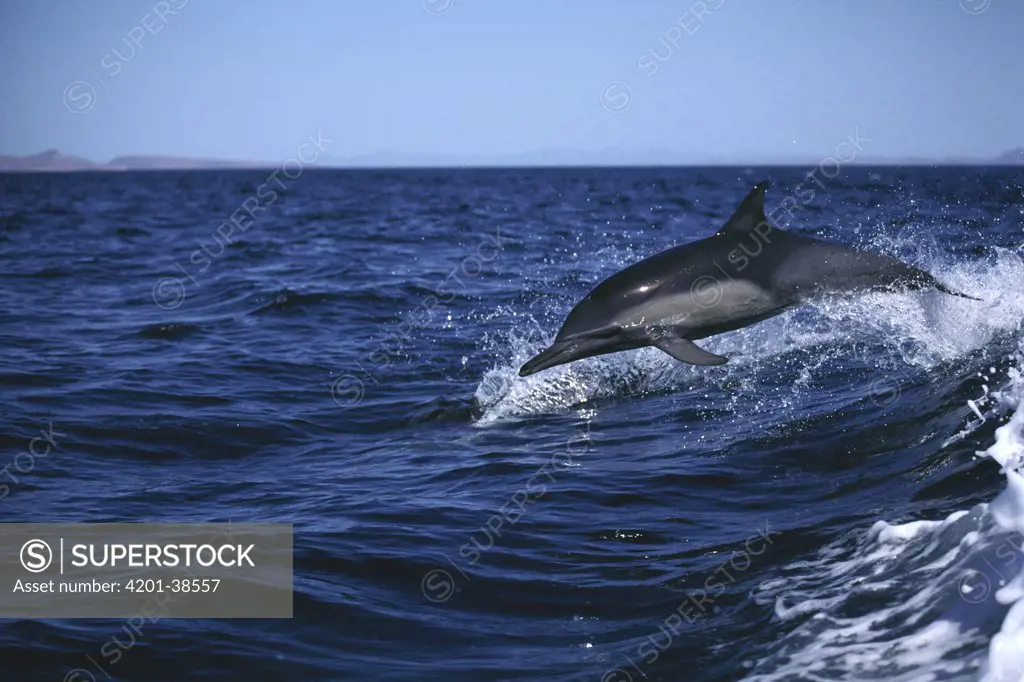 Short-beaked Common Dolphin (Delphinus delphis delphis) leaping out of wave, Sea of Cortez, Mexico