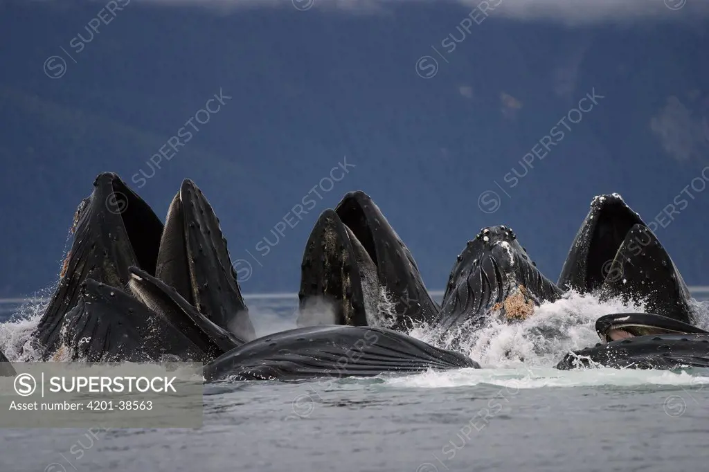 Humpback Whale (Megaptera novaeangliae) pod bubble net feeding, southeast Alaska