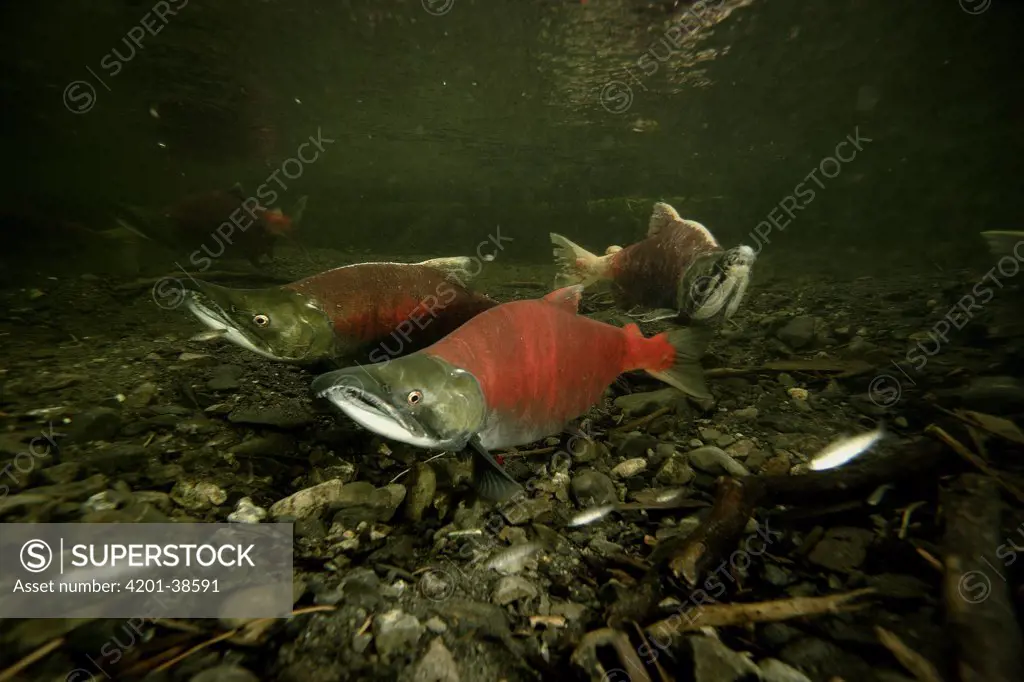 Sockeye Salmon (Oncorhynchus nerka) showing breeding color during spawning season, Prince William Sound, Alaska